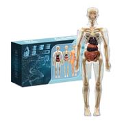 Human Anatomy Kit - 10.2 Inch 3d Skeleton Model Hands on Learning, Visual Engagement with Interactive Exploration Function, Science Model for Home School Classroom, Multicolor Soft, Boxed Education Us