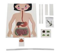 Human Anatomy Learning Model Set - Science DIY Experiment Kit, Safe Educational Discovery Activity Resource, Interactive Biology Exploration Project Kit, Detailed Body Structure Study Tool
