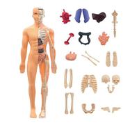 Human Anatomy Model - 11 Inch 3D Figure | ABS Study Model - Educational Science Tool for Students, Teachers and Artists, Realistic Interactive Assembly, Ideal for Apprentices