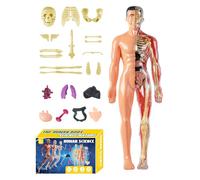 Human Anatomy Model - 11 Inch Biology Figure | ABS Science Model - 3D Transparent Educational Body Model with Removable Organs Ideal for Students, Teachers, Children and Home School Learning