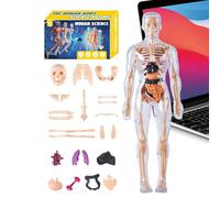 Human Anatomy Model - 11 Inch Kids | ABS 3D Torso - Educational Anatomical Assembly Kit With Removable Organs Muscles For Science Students Teachers Home School Classroom