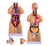 Human Anatomy Model, 21 Pcs Removable 21 Inch Torso Model Set with Brain, Heart, and Skeleton for Medical Training and Classroom Use