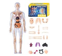 Human Anatomy Model 3D - 1x Human Anatomy Model | Realistic 3D Body Structure Models | Cognitive Anatomical Assembly Educational Toys for Classroom, Homeschooling, Science Project, Science Educators