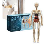 Human Anatomy Model | 3D Human Body Bone Interactive Science Kit | Educational Study Tools for School Classroom Home Library Homeschool Elementary Preschool Group Activities