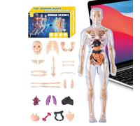 Human Anatomy Model 3D | Human Body Structure Models - Educational Teaching Aid Tools for Science Educators Students Learners Girls Boys Kids in Classroom Homeschooling School