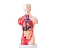 Human Anatomy Model - 3D Torso Model with 15 Removable Parts for Educational Teaching - 11 Inch Anatomical Skeleton for Students Learning