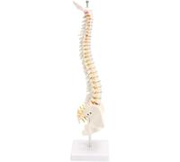 Human Anatomy Model 4D Spine Pelvis Model Human Anatomy Spine Medical Model + Stand Flexible 1:1 Adult Lumbar Spine Bending for Massage Yoga Medical Teaching 45Cm