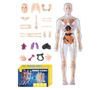 Human Anatomy Model - ABS Skeleton Model Educational Learning Tool | Compact Size Anatomical Skeleton Practical Body Models For Boys Girls