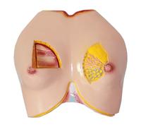 Human Anatomy Model Breast, Breast Model For Teaching, Female Breast Anatomical Educational Model, Organ Medical Teaching Model For Human Anatomy And Physiology Education