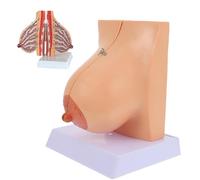 Human Anatomy Model Breast, Female Breast Model, Human Anatomical Lactation Breast Model, Lactating Breast Model With Digital Marks For Medical Students And Teachers