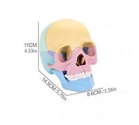 Human Anatomy Model - Detachable Head Skull Copy, Colorful Skeleton Figure with Detail, Classroom Display with Grip, Educational Accessory Functional Style, Anatomy Toy for Home, School, Lab