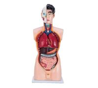 Human Anatomy Model - Detailed Torso Skeleton for Education | Ideal for classroom anatomy lessons, featuring 19 anatomical indications.