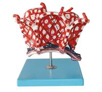 Human Anatomy Model, Educational Skeleton Model, Medical Organ and Alveolar Model for Learning and Teaching