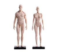 Human Anatomy Model - Female and Male Musculoskeletal Figure, 30cm Resin Skeleton for Medical Study and Art Education
