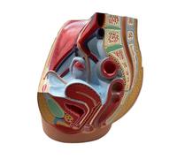 Human Anatomy Model Female Pelvic Cavity Sagittal Anatomical System for Medical Obstetrics Gynecology Demonstration Teaching