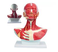 Human Anatomy Model for Facial Muscle Training and Surgery - Ideal for Micro Plastic Face Practice