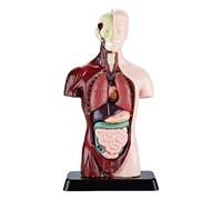 Human Anatomy Model For Kids, Detachable Realistic Science Learning Kit, Educational Skeleton Body Study Set For Boys Girls Students, Home Playroom Bedroom School Classroom Teaching Aid