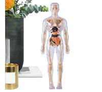 Human Anatomy Model,Glowing In The Dark Anatomical Skeleton - Human Anatomy Model For Kids,For Age 8+ Study Learning Experiments Laboratory Classroom Student Doctor