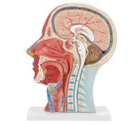 Human Anatomy Model Half Head Face for Medical Study, Educational Learning Tools with Musculature and Blood Vessels