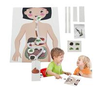 Human Anatomy Model - Handmade Human Digestive System Model, DIY Science And Kindergarten | Educational Anatomy Toy For Early Learning Food Digestion Craft Science Projects And Teaching