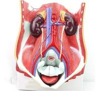 Human Anatomy Model Human Male Female Urinary System Model Human Bladder Abdomen Posterior Abdominal Wall Renal Anatomy Model