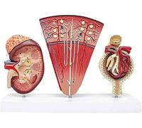 Human Anatomy Model, Kidney Anatomical Model for Education and Doctors Office, Detailed Glomeruli Structure for Medical Training and Learning