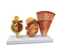 Human Anatomy Model Kidney Anatomy Model Human Model Life Size Kidney Nephrons and Glomeruli Organs Model Biology Teaching Model Realistic