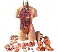 Human Anatomy Model Kit, 4D Educational Assembly for Teaching, Detailed Representation of Organs, Ideal for School Science Projects and Learning