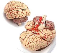 Human Anatomy Model - Life-Size Brain Anatomy Teaching Model for Medical Education and Biology Studies