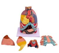 Human Anatomy Model - Lifesized Thoracic Organs Display For Educational Purposes - Includes Larynx, Heart, And Lung Models For Biology Teaching