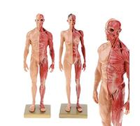 Human Anatomy Model Male and Women's Anatomy Model Figure (30cm) for the School Medical Anatomical Study Kit, Anatomical