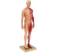Human Anatomy Model - Male & Female Skeleton for Educational Use | Detailed anatomy model for teaching, learning, and display purposes.(2)