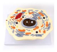 Human Anatomy Model - Microscopically Magnified Animal Cell Structure, Golgi & Mitochondria Science Kit for Educational Lab Supplies