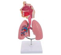 Human Anatomy Model - Nasal Cavity And Lung Model For Teaching, 3D Educational Tool For Students Study And Display