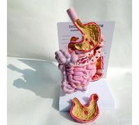 Human Anatomy Model of The Digestive System, Life-Size Anatomical Models of The Rectum, Duodenum, Internal Organs and Stomach, for Learning and Teaching Models