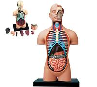Human Anatomy Model Puzzle - 4D Vision Educational Toy for Learning About Internal Organs, Perfect for School and Educational Resources
