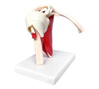 Human Anatomy Model - PVC Anatomical Learning Aid Muscle Shoulder Joint Model for Training, Demonstration, Stage, Teacher, Girl, Women, Boys, Youth,