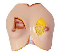 Human Anatomy Model Pvc Breast Anatomical Model -Human Organ...,Biological Models