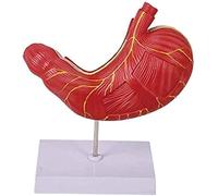 Human Anatomy Model Set - Stomach, Skeleton, and Muscle Demonstration for Educational Use - Ideal for Teaching and Learning Anatomy in Classrooms