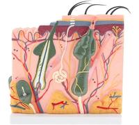 Human Anatomy Model Skin Model 50X Magnified Anatomy Model Science Classroom Learning Display Medical Teaching with Base