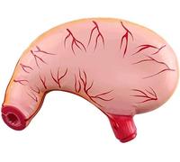 Human Anatomy Model Stomach Anatomy Model Enlarged 2 Times Stomach Anatomy Enlarged Model for Medical Education and Training Teaching Aids