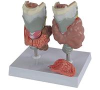 Human Anatomy Model - Thyroid Pathology Teaching Tool for Medical Education and Endocrine Disease Study