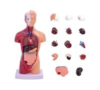 Human Anatomy Model, Torso 28 Cm, Anatomical Body, 15 Pieces Of Removable Organs For Teaching And Research In Skeleton.