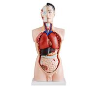 Human Anatomy Model Torso with Removable Organs for Education and Study