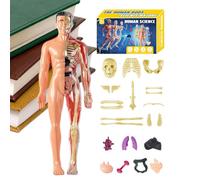 Human Anatomy Modell 3D - 10x28.5cm ABS Transparent Torso Figur, Abnehmbar Body Knochen Lernset, Montierbar Leuchtend Dunkel Wissenschaft Bildung, Homeschooling Unterricht | für Schüler Lehrer