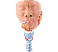 Human Anatomy Models, Laryngeal Anatomy Models, Muscle Anatomy Models, Organ Head Anatomy Models, Doctor's Office Educational Tools