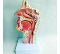 Human Anatomy Models Nasopharyngeal Anatomy Medical Models Medical Models for Science Classroom Learning Presentation Teaching