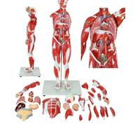 Human Anatomy Muscle Model Human Muscle Organ Model 27 Part Muscular Figure With Removable Organs And Muscle Anatomy For Teaching Pratice