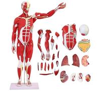 Human Anatomy Muscle Model Human Organ Model Life Size Removable Muscle Anatomy Model for Medical Physiology, Study and Teaching A