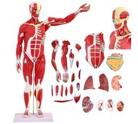 Human Anatomy Muscle Model with Removable Organs for Study and Teaching